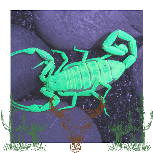 using UV light to identify Scorpion using UV light to identify Scorpion