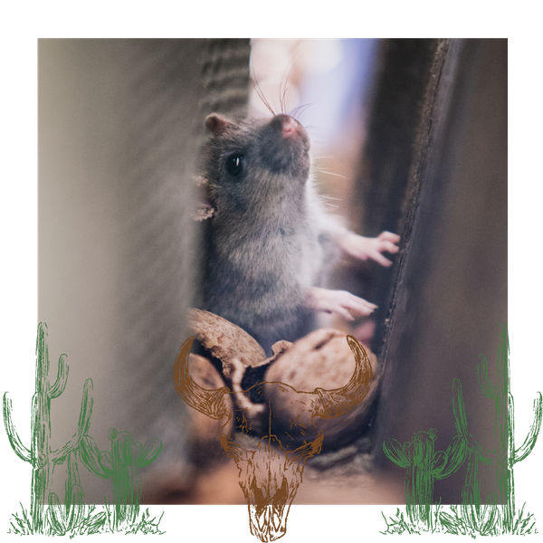 buckeye pest control 3.png