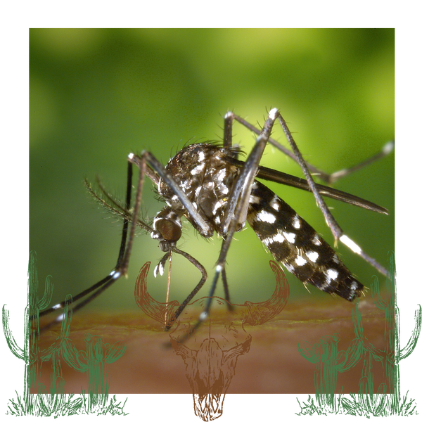Close up of a mosquito
