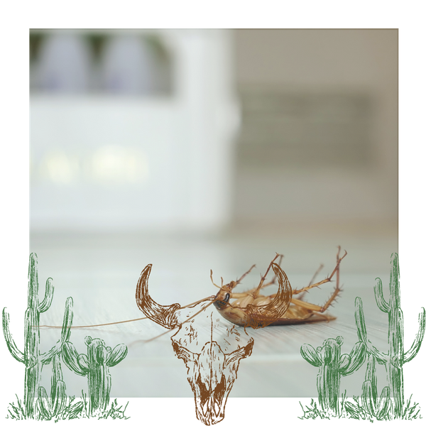 dead cockroach 