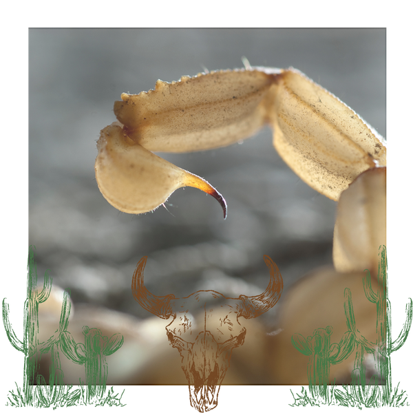 scorpion tail 