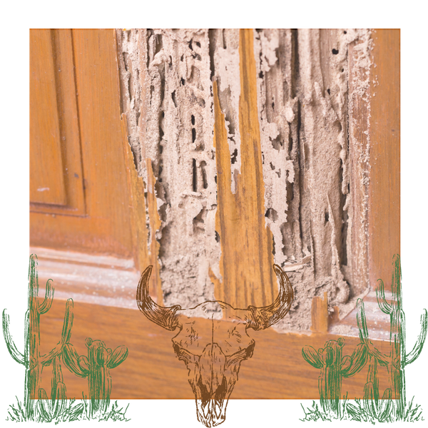 termite damage on door 