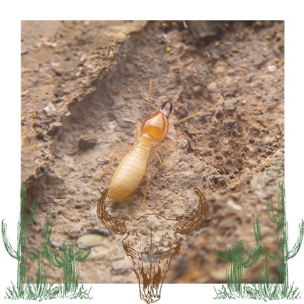 A termite