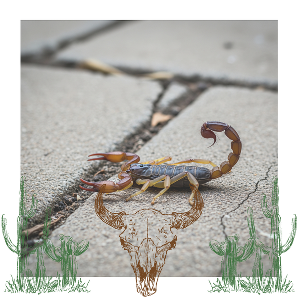 Arizona Bark Scorpion, a common Mesa pest Arizona Bark Scorpion, a common Mesa pest