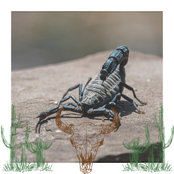 close up of a scorpion