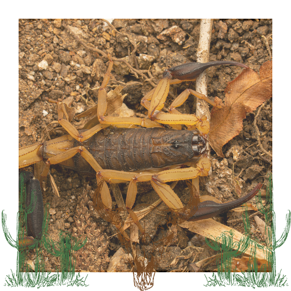 close up of a scorpion