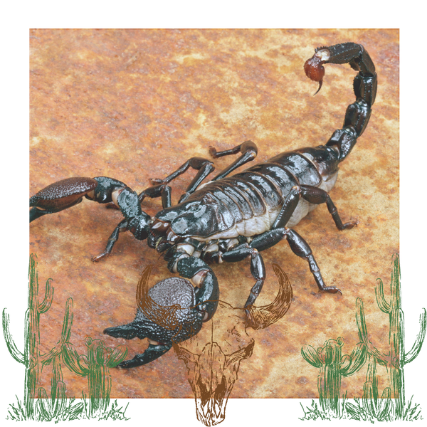 scorpion 