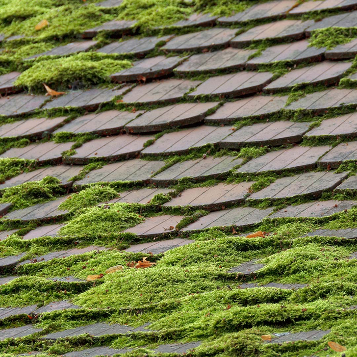 Moss growing on a roof