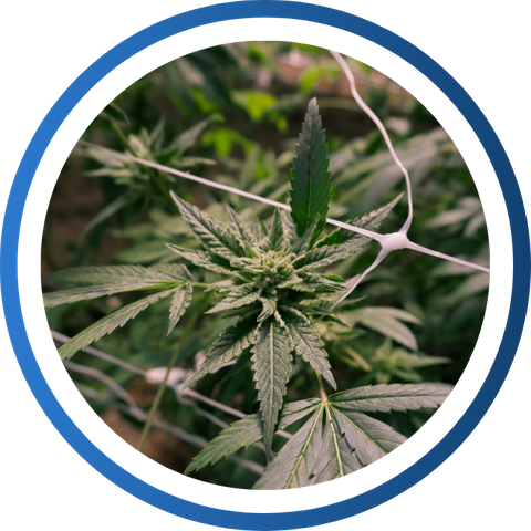 Mycotoxin 4.png