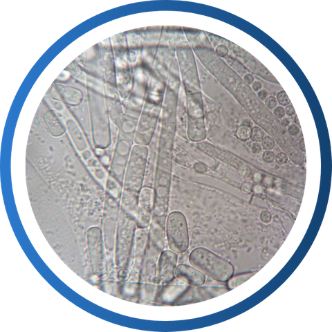 Mycotoxin 2.png