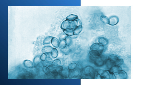 Mycotoxin 1.png