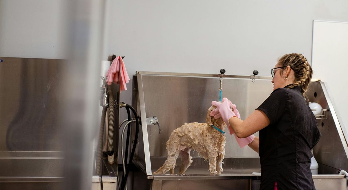 Paw Prints hero (1).jpg