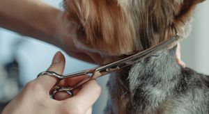dog getting a haircut
