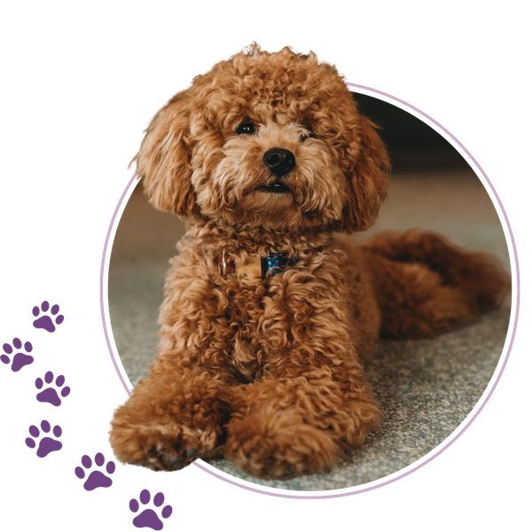 freshly groomed dog