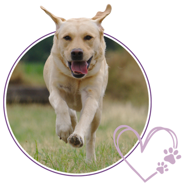 dog running