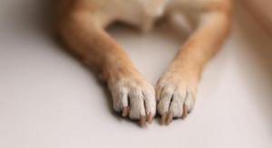 dog with freshly cut nails