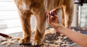 dog getting a trim