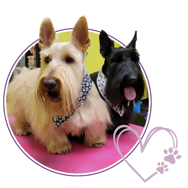 Grooming Services Image 1.png