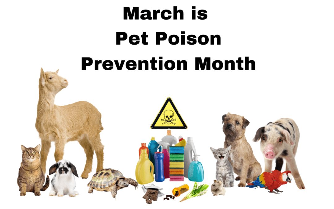 Copy-of-March-is-Pet-Poison-Prevention-Month-1080x675.png