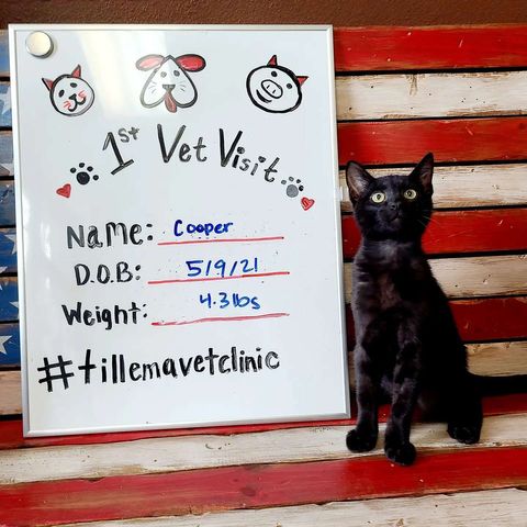 black kitten.jpg