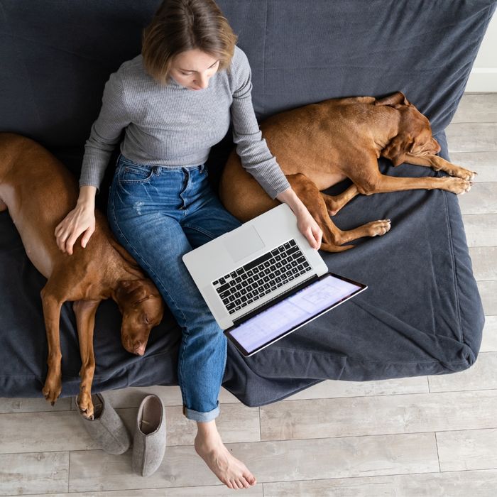 Woman sitting on the couch with her dogs and laptop