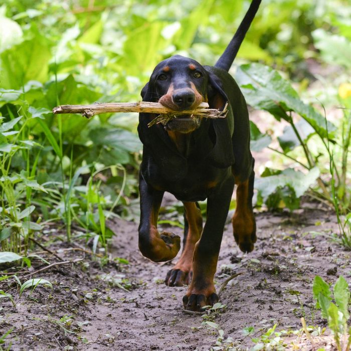 Dog running on a trail with a stick in his mouth