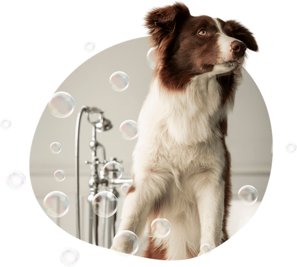A brown and white Border Collie sitting patiently in a bathtub with floating soap bubbles.