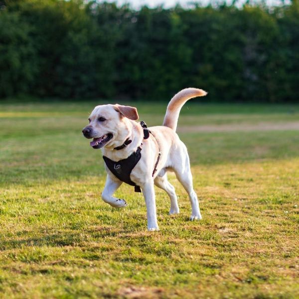 A yellow Labrador retriever wearing a black harness running happily across a green grassy field.