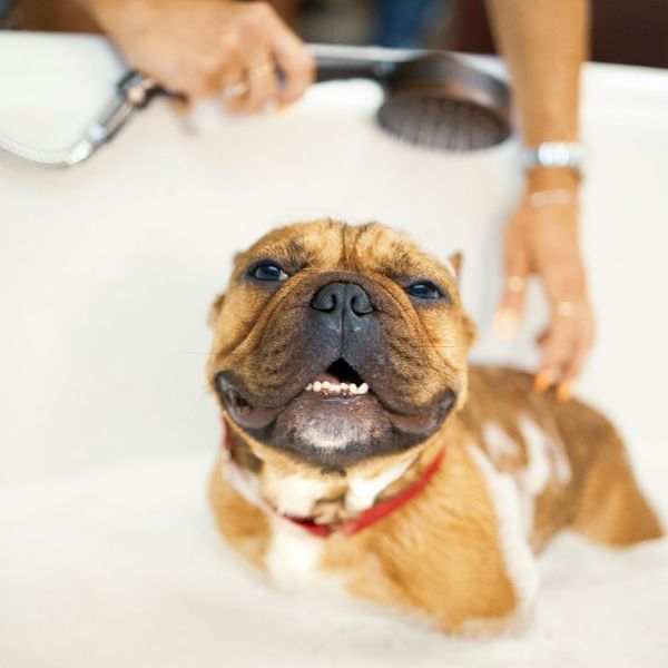 A brown French Bulldog looking up with a cute expression while being rinsed with a handheld showerhead.