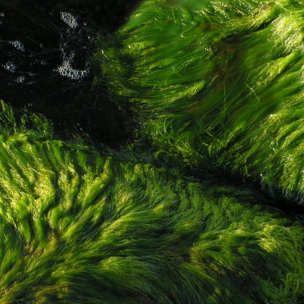 Pool algae