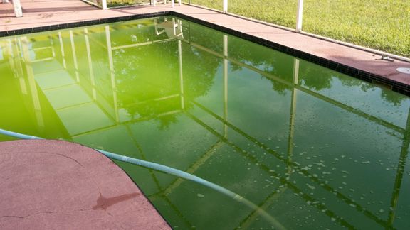 green pool with algae