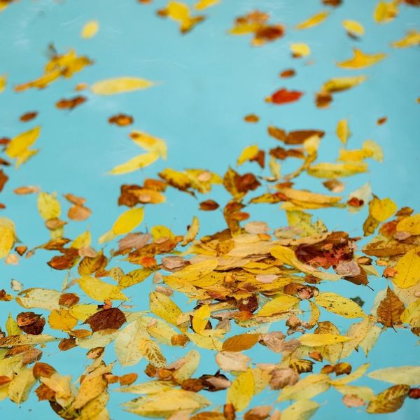 leaves in pool