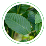 White Vein Kratom