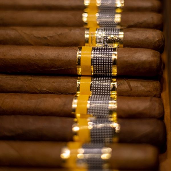 Close-up of cigars with gold and yellow bands