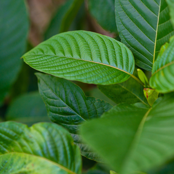 Kratom For Beginners - Image 3.png