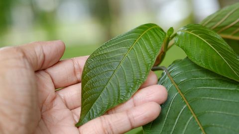 What Is Kratom.jpg