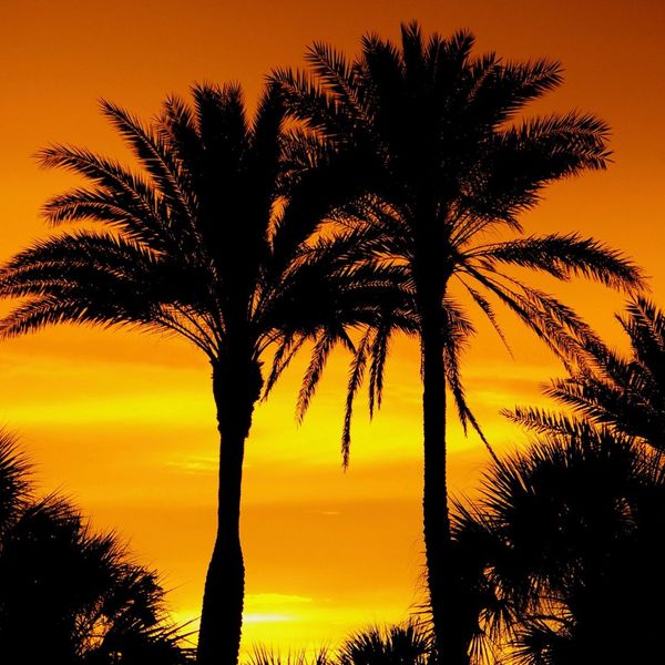 Silhouetted palm trees against a vibrant orange sunset