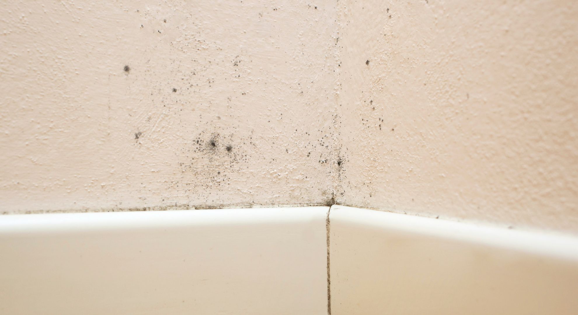 mold on a wall mold on a wall