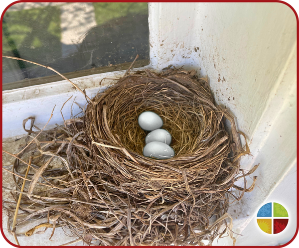 Bird Nest Removal - 5050 1.png