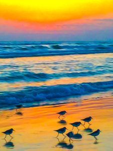 Florida-Shorebirds-1-5cb635e1041b5-225x300.jpg