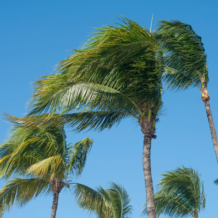 Palm trees blowing in high winds