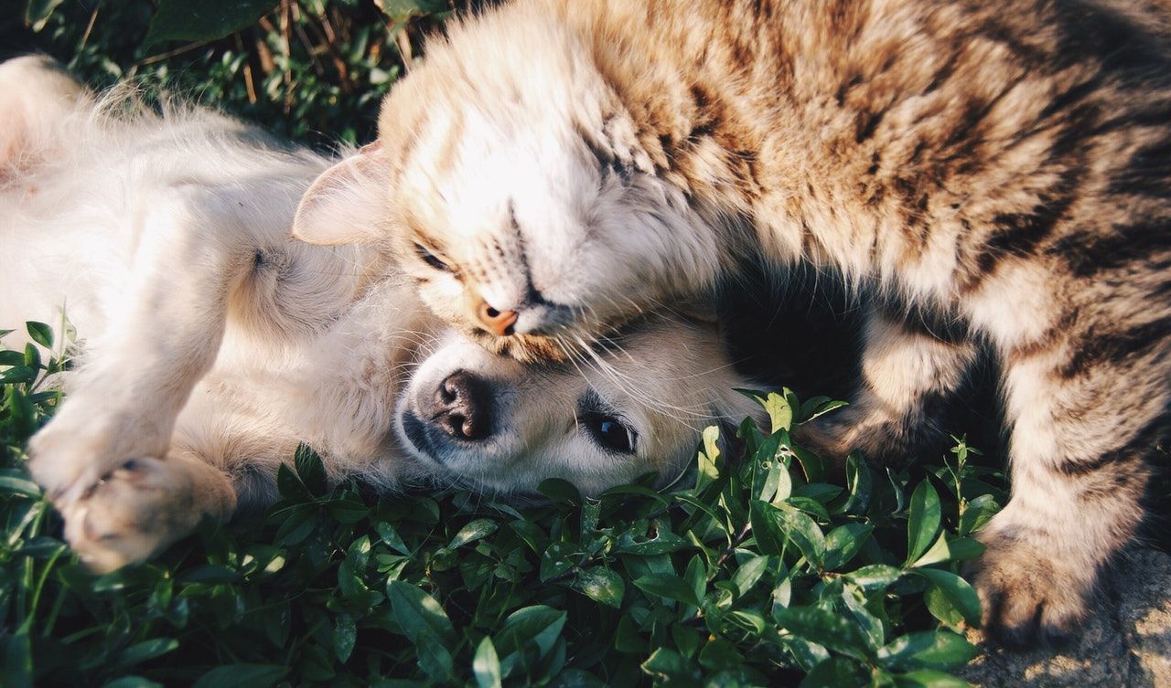 Keeping Your Pet Safe This Summer paws up pet sitting