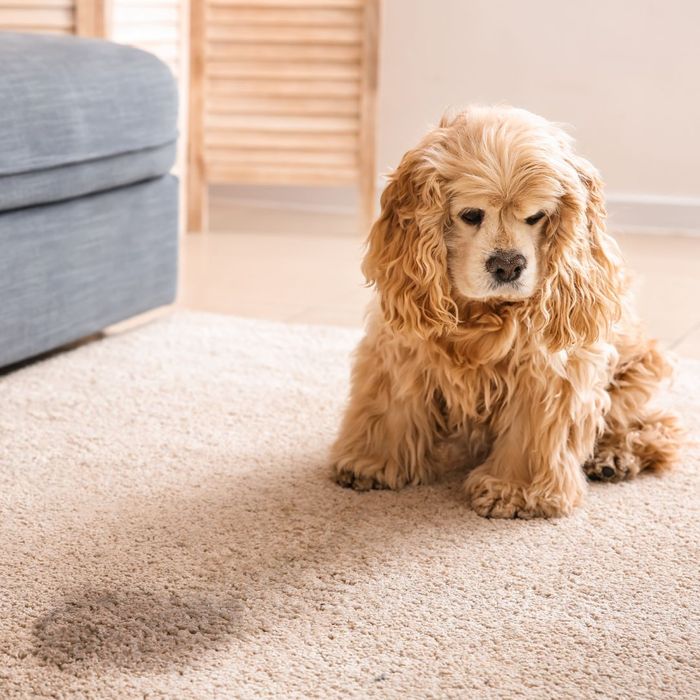 Ashamed dog sitting next to pee stain