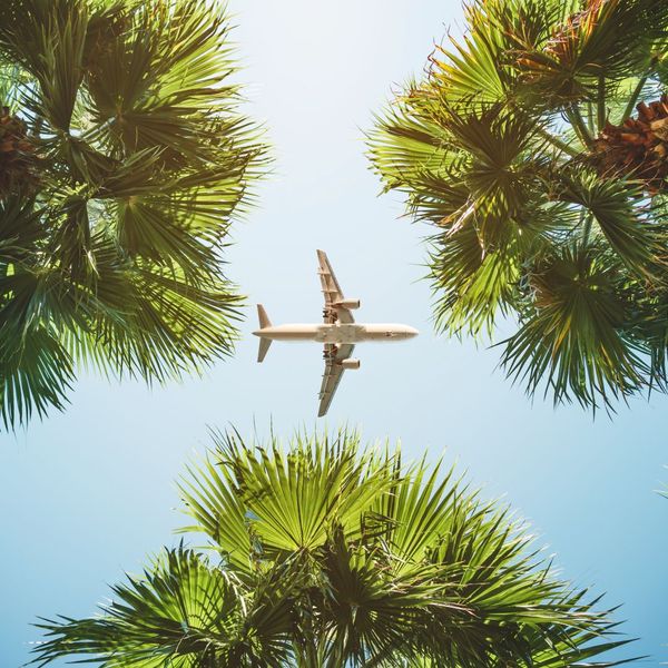 airplane palm trees