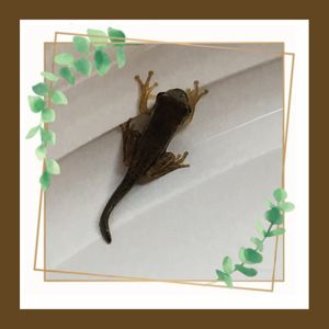 IMG_2016.jpeg