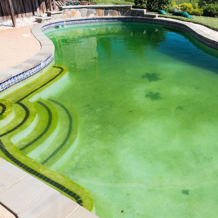algae growth in pool