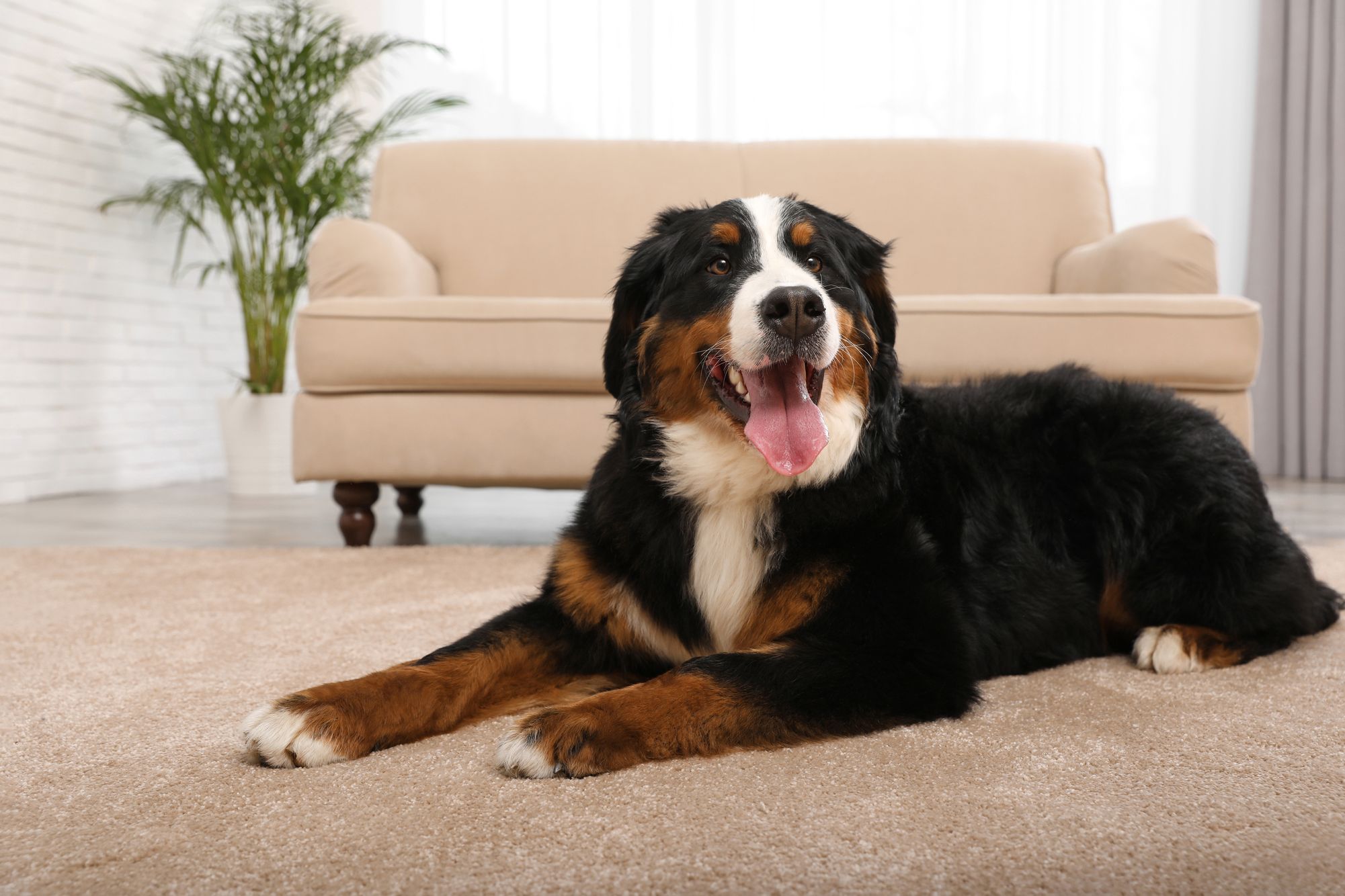 dog on carpet