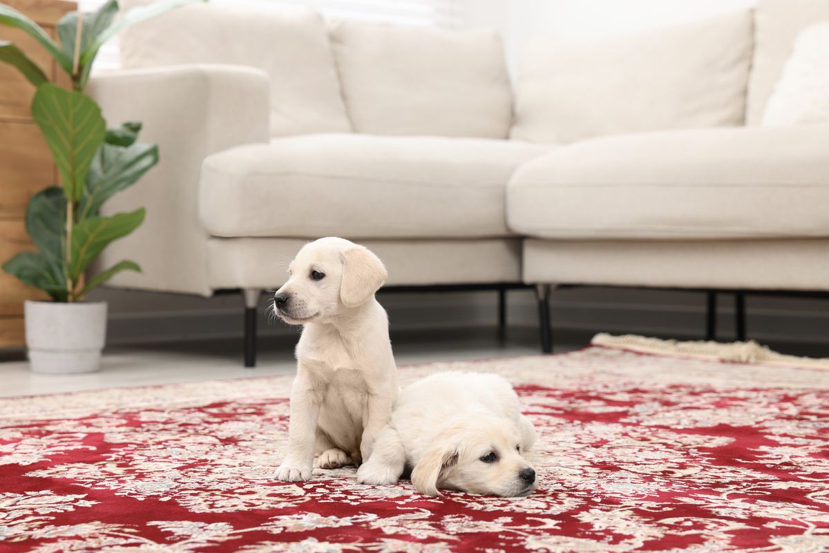 pets on carpet