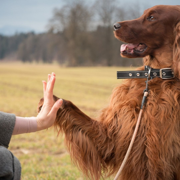 a dog high fiving its trainer