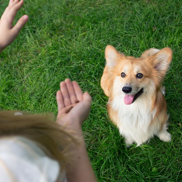 a corgi learning training commands